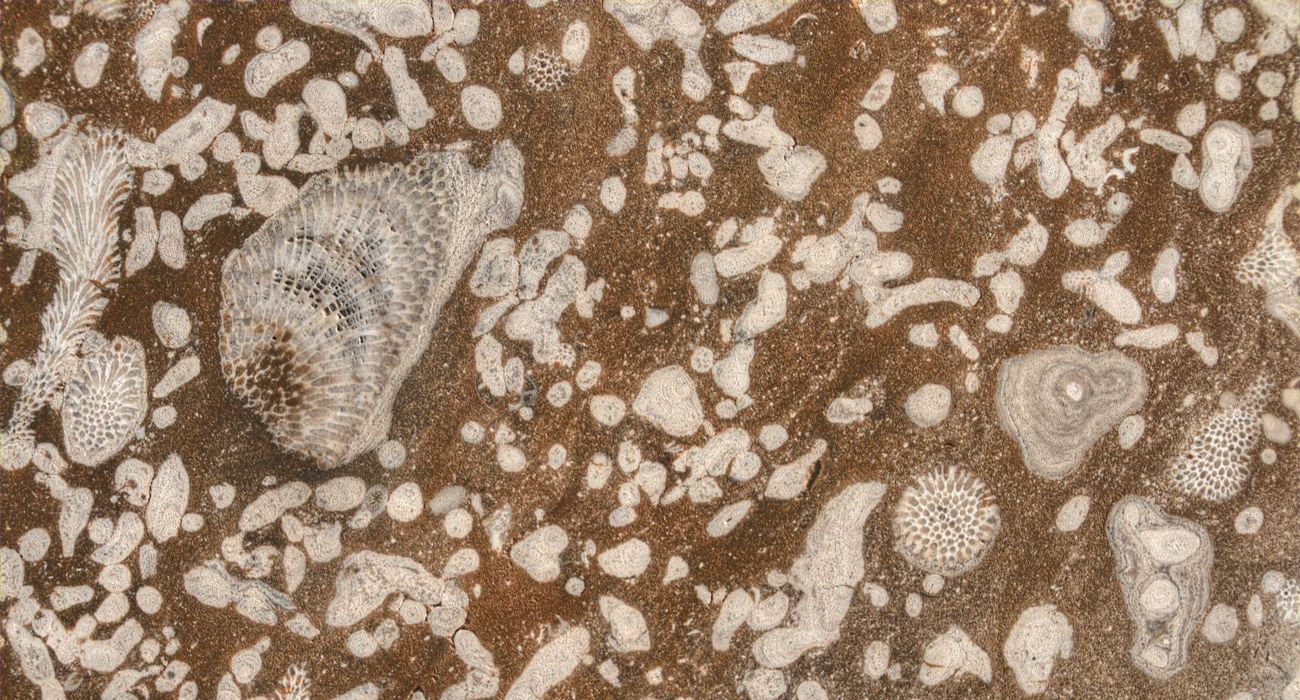 Este campo fóssil em Iowa revela uma paisagem pré-histórica de 375 milhões de anos 1 Devoniano Fossil Gorge Coralville Lake Iowa