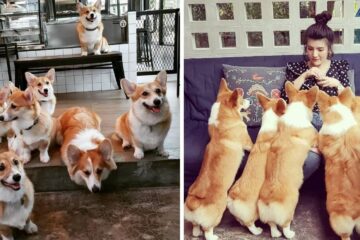 the corgi in the garden cafe in bangkok, thailand