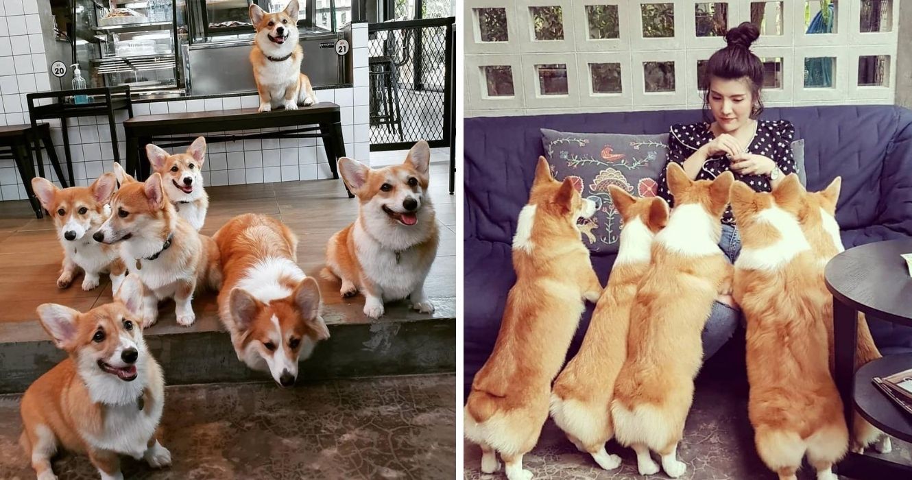 Existe um café Corgi na Tailândia e essas fotos adoráveis provam isso 1 o corgi no café do jardim em bangkok, tailândia