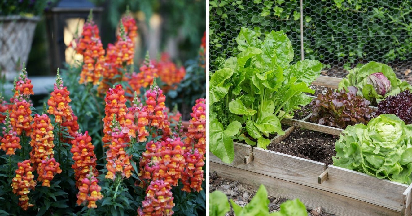 Existência de jardins de outono: aqui está o que plantar, dependendo da sua localização nos EUA 1 Existencia de jardins de outono aqui esta o que plantar