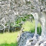 Lagartas cobrem árvore em teia assustadora