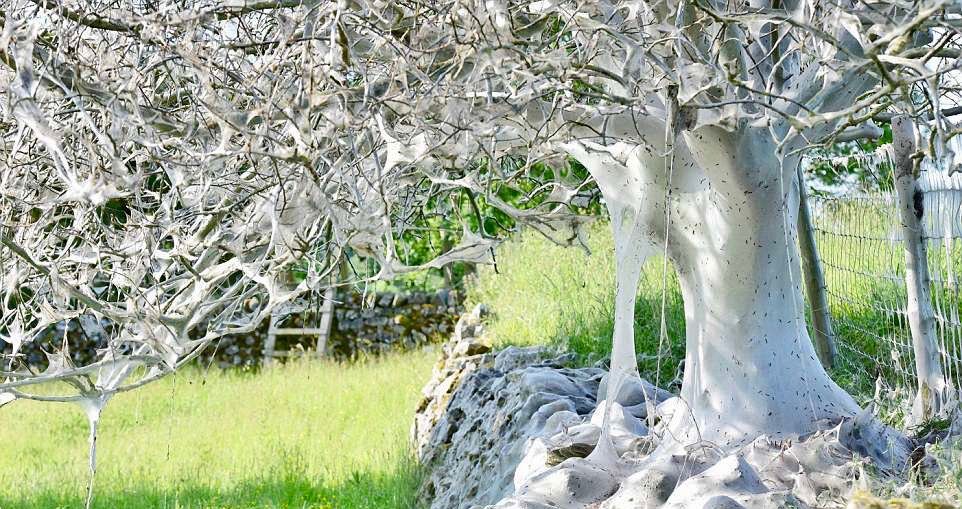 Lagartas cobrem árvore em teia assustadora 1 Lagartas cobrem arvore em teia assustadora