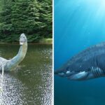 Lago Ness, Kraken e outras criaturas míticas que valem a pena levar para o mar