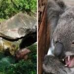 the devils pool in australia is believed to be cursed, drop bears are vicious koalas