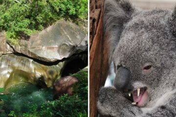 the devils pool in australia is believed to be cursed, drop bears are vicious koalas