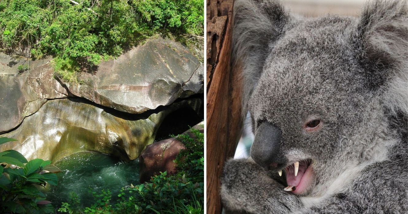 Lendas assustadoras sobre o arbusto australiano que nos deixam com medo de visitá-lo 1 acredita-se que a piscina do diabo na austrália seja amaldiçoada, drop bears são coalas cruéis