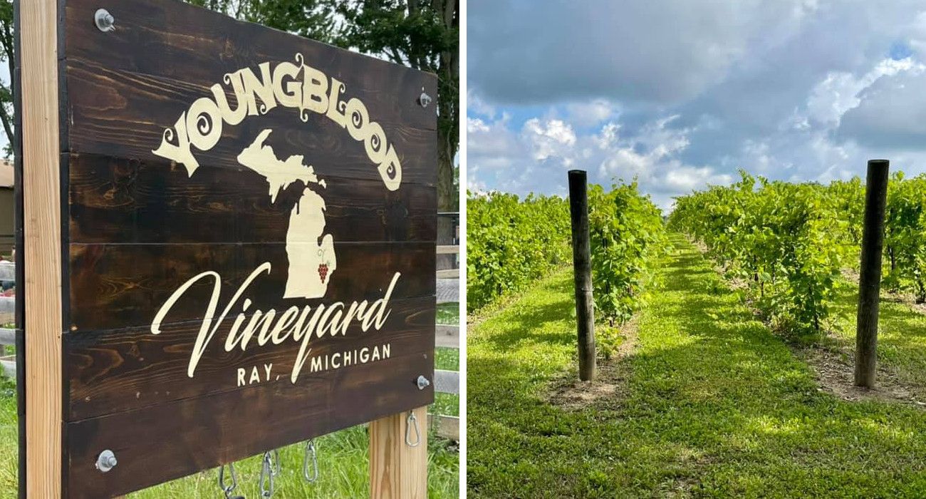 Melhor em Michigan para os amantes do vinho: Youngblood Vineyard and Winery 1 Youngblood Vineyard Ray Michigan