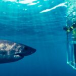 a caged shark dive with a great white