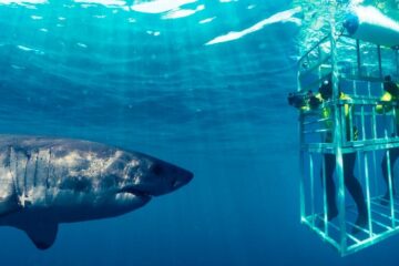 a caged shark dive with a great white