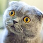 Omaui, Nova Zelândia sugere proibição de gatos domésticos para proteger a vida selvagem