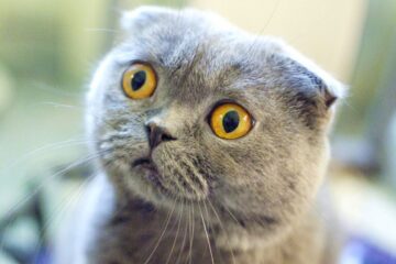 Omaui, Nova Zelândia sugere proibição de gatos domésticos para proteger a vida selvagem