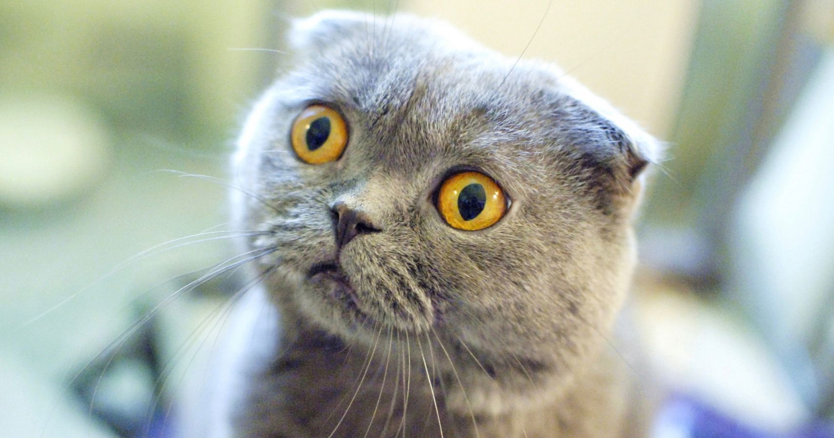 Omaui, Nova Zelândia sugere proibição de gatos domésticos para proteger a vida selvagem 1 Omaui Nova Zelandia sugere proibicao de gatos domesticos para proteger