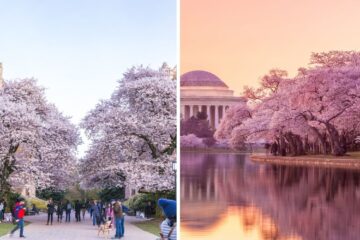 washington state university cherry blossoms, national mall cherry blossoms