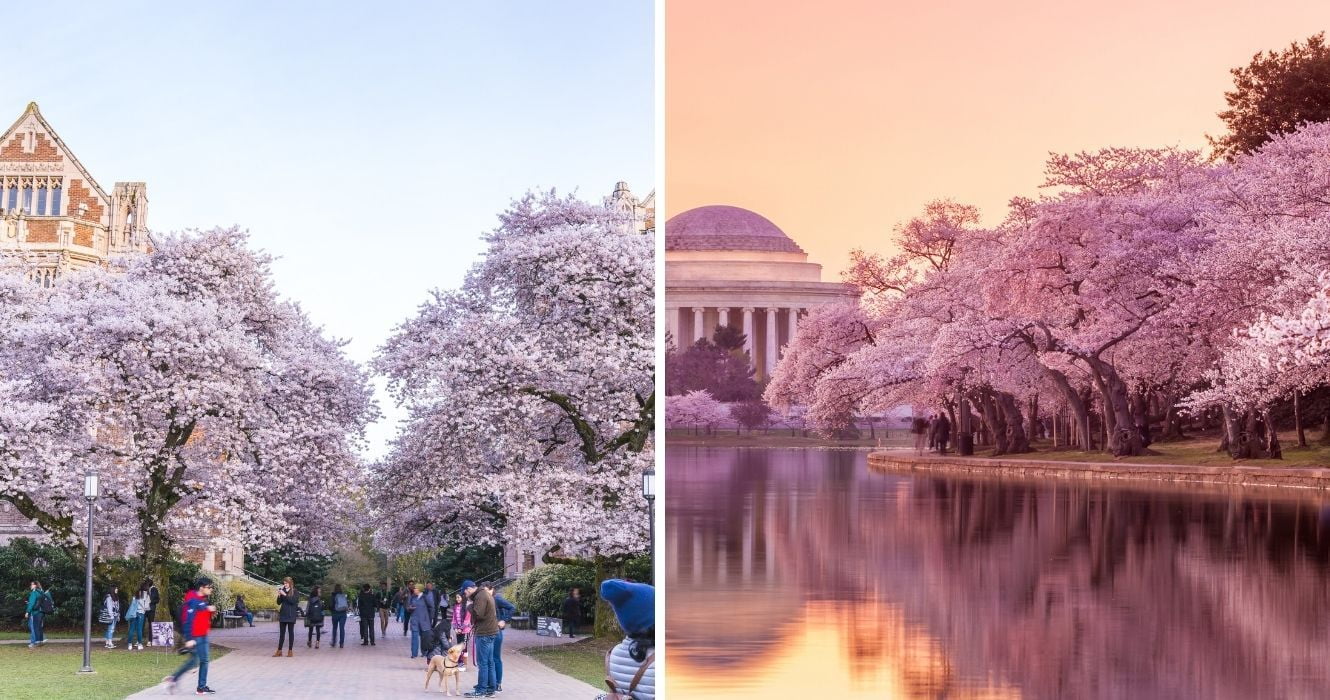 Os melhores lugares para ver flores de cerejeira nos EUA (se você não pode ir ao Japão) 1 flores de cerejeira da universidade estadual de washington, flores de cerejeira do shopping nacional