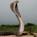a snake recoils on snake island