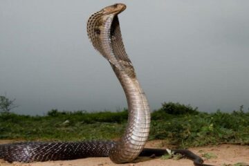 a snake recoils on snake island