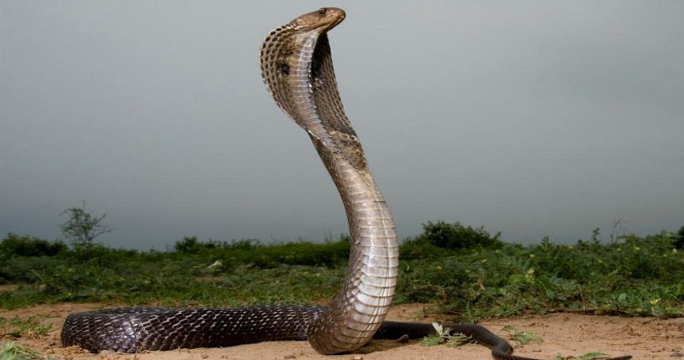 uma cobra recua na ilha das cobras