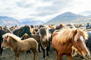 Qual é a melhor maneira de ver a Islândia? Tente experimentar a cavalo