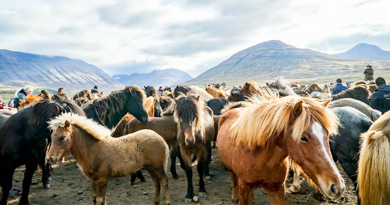 Qual é a melhor maneira de ver a Islândia? Tente experimentar a cavalo 1 Qual e a melhor maneira de ver a Islandia Tente