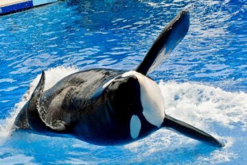 Thomas Cook desiste do SeaWorld por alegações de abuso de orcas
