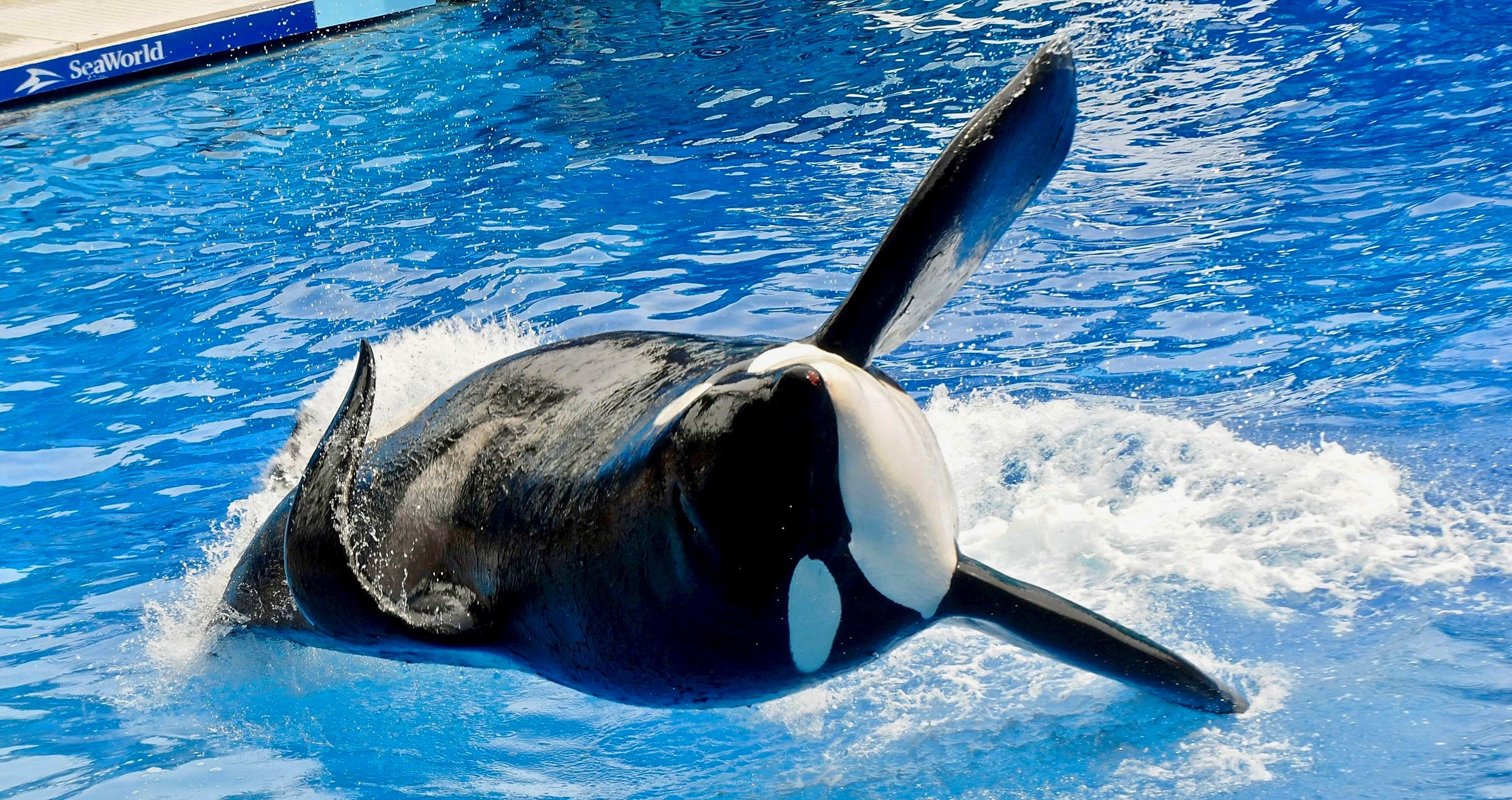 Thomas Cook desiste do SeaWorld por alegações de abuso de orcas 1 Thomas Cook desiste do SeaWorld por alegacoes de abuso de