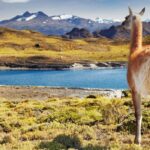 Guanaco in Torres del Paine National Park