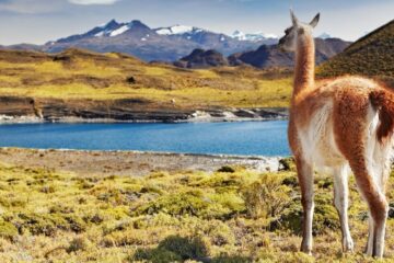 Guanaco in Torres del Paine National Park
