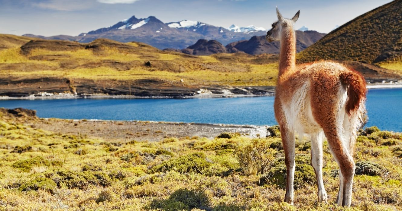 Guanaco no Parque Nacional Torres del Paine