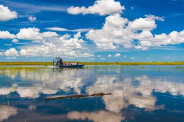 A view of an airboat on the Florida Everglades with an alligator nearby