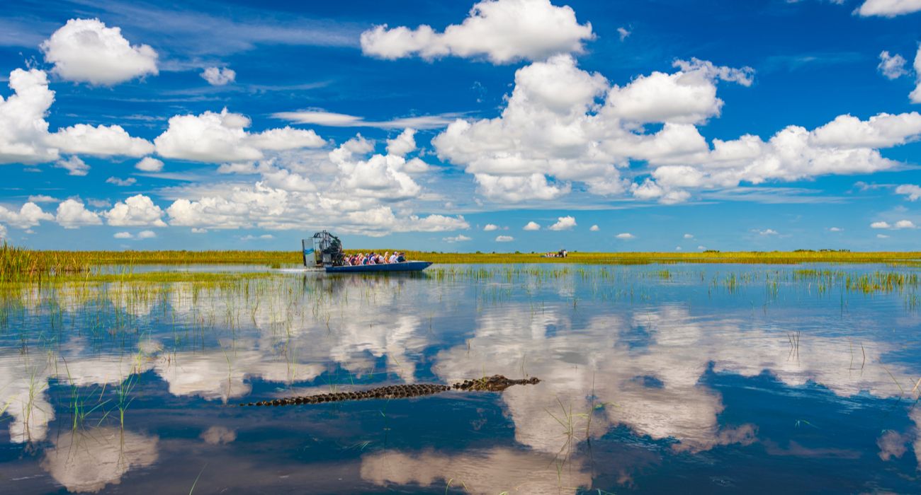 Uma vista de um aerobarco nos Everglades da Flórida com um jacaré nas proximidades