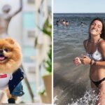 JiffPom dog from Tik Tok in San Francisco/Charli D'Amelio in the Bahamas