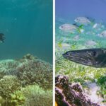 a woman snorkeling above a coral reef, various marine life swimming through a reef