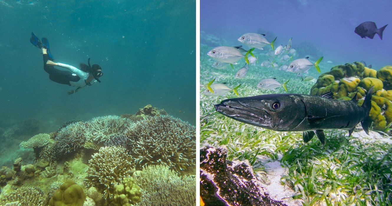 Aqui está o que você deve saber antes de fazer uma excursão subaquática 1 uma mulher mergulhando em um recife de coral, várias espécies marinhas nadando em um recife