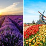 lavender fields in france, tulip fields in the netherlands