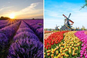 lavender fields in france, tulip fields in the netherlands