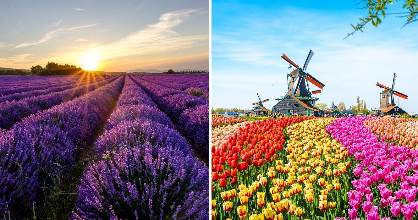 Estes são os campos de flores mais impressionantes que você pode ver ao redor do mundo 1 campos de lavanda na frança, campos de tulipas na holanda