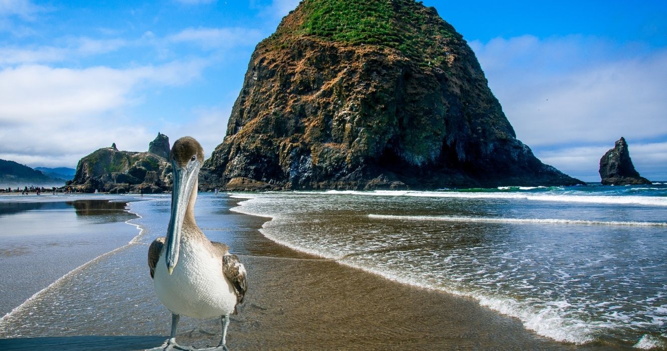 um pelicano em pé na frente da rocha do palheiro