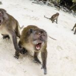 Monkeys on a beach screaming