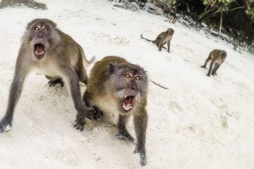 Monkeys on a beach screaming