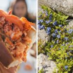 a lobster roll, wild maine blueberries