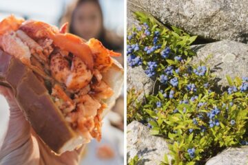 a lobster roll, wild maine blueberries