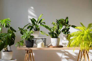 Benefícios que a compostagem pode trazer para as plantas 23 compostagem