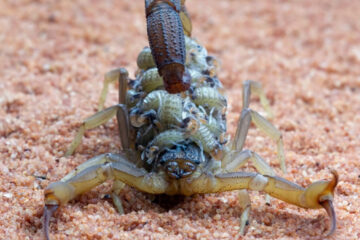 Identificação do problema: Sinais de infestação de escorpiões 35 infestação de escorpiões